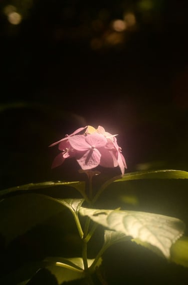a single flower with a dark background