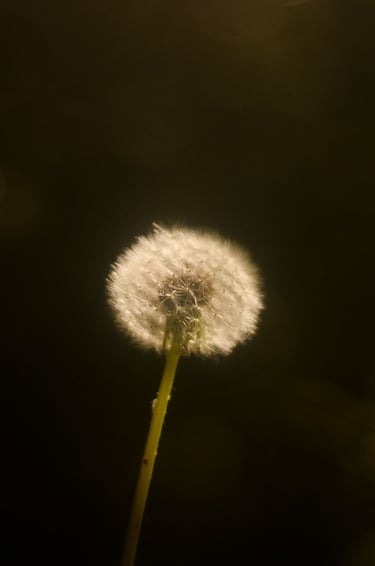 a dandela flower with a single dandel