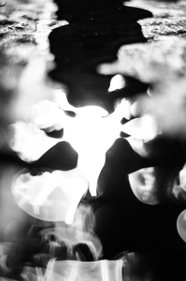 fotografia en blanco y negro ficcional de organismos de luz