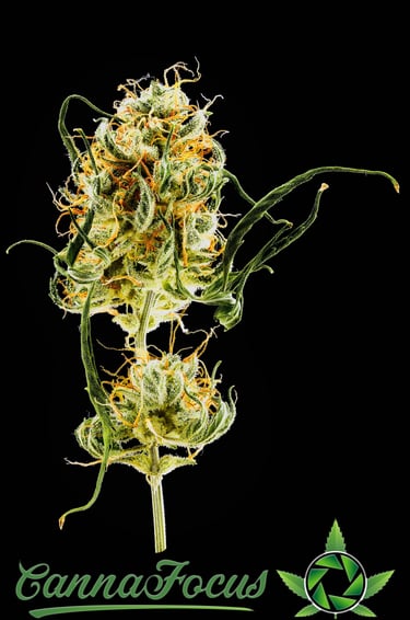 Mikroskopische Analyse der Infloreszenz nach der Reifung Northern Light Auto Royal Queen Seeds von CannaFocus - cannafocus.eu