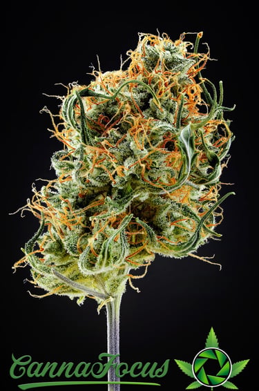 Mikroskopische Analyse der Infloreszenz nach der Reifung Northern Light Auto Royal Queen Seeds von CannaFocus - cannafocus.eu