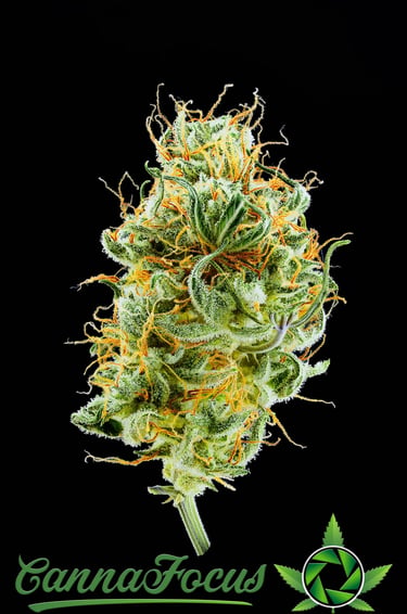Mikroskopische Analyse der Infloreszenz nach der Reifung Northern Light Auto Royal Queen Seeds von CannaFocus - cannafocus.eu