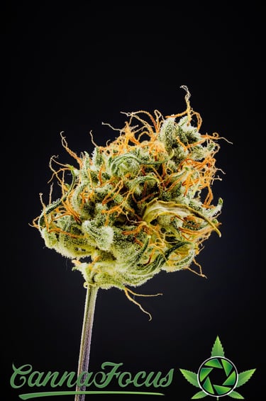Mikroskopische Analyse der Infloreszenz nach der Reifung Northern Light Auto Royal Queen Seeds von CannaFocus - cannafocus.eu