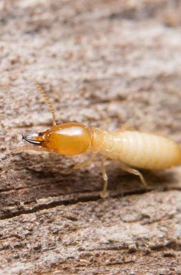 Termite Treament