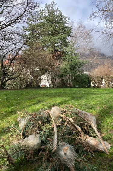 lutte chenilles processionnaires haute-savoie, annecy, genève, annemasse, cluses, bonneville,  