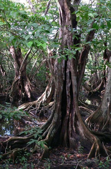 Moutouchi