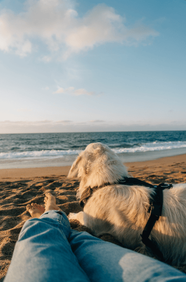 Sur la plage avec mon chien à Concarneau