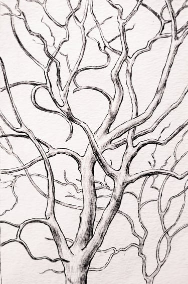 This is a graphite and ink drawing depicting tree branches in winter