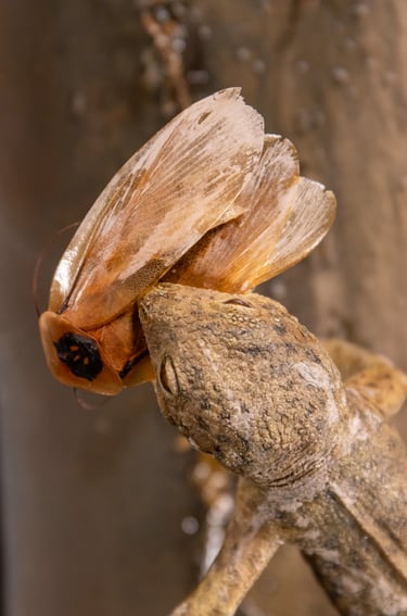 eudibamus kopf von oben mit kakerlake