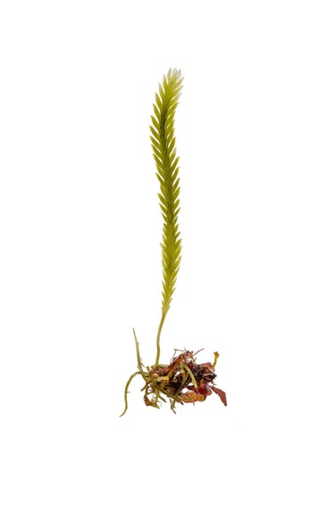 Caulerpa scalpelliformis