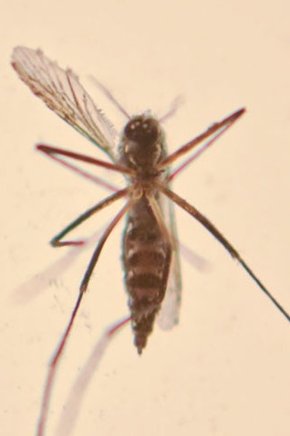 a mosquito fly insect on a white surface