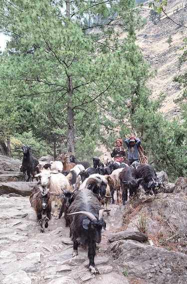 Shepherdess in Dolpo