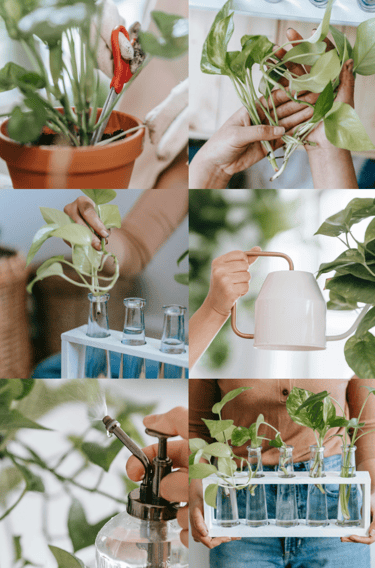How to propagate plants in water