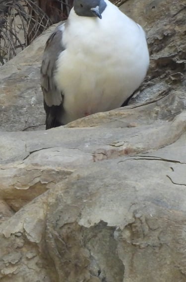 pigeon des montagnes