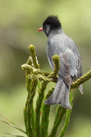 Bulbul in Dolpo