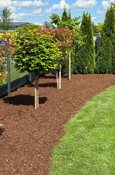 Landscaped garden bed with fresh brown mulch, young maple trees, and green lawn bordering a fence.