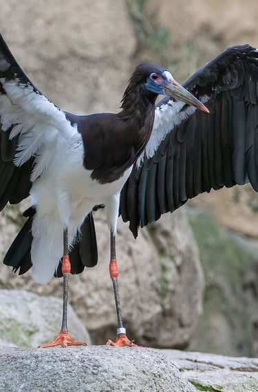 Exp Virtual Jose Ferri II - 6