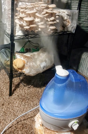 My fruiting chamber setup with a cool mist humidifier running below oyster mushroom blocks on a wire