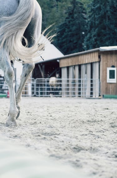 Horse trainer working at a professional boarding stable - equine bookkeeping services