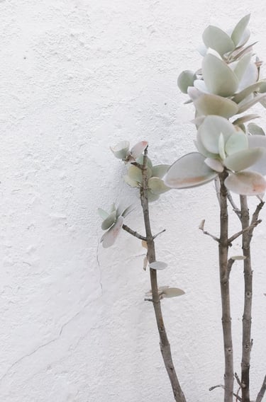 plantes, inspiration, beauté, poésie