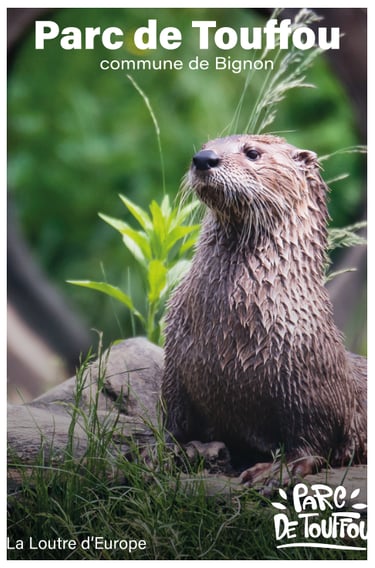 poster withe an otter