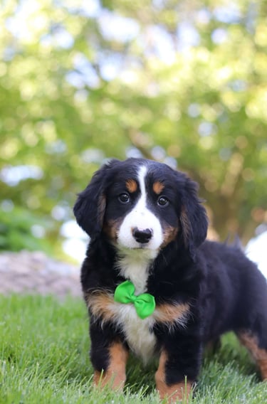 Australian Mountain Doodle Puppies for Sale