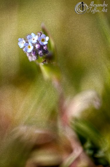 Aller à la page Prose : découvrez l'interaction avec ces photographies d'art.