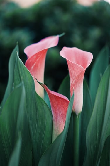 Elegant pink calla lilies reflecting feminine strength and spiritual growth