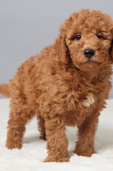 Un cachorro adoptado y juguetón disfruta del sol en un refugio de animales español.