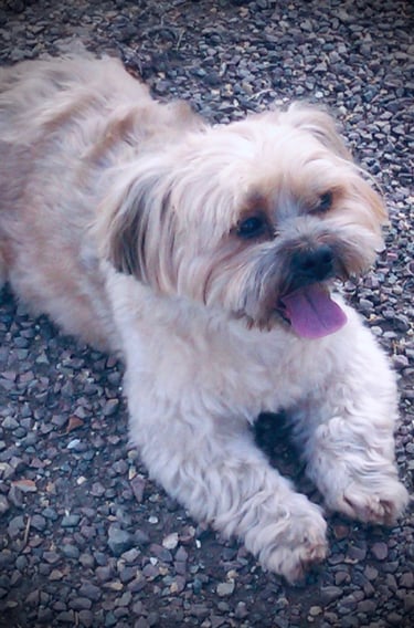 Educateur canin à Arras