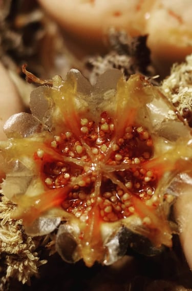 a close up of a flower with a red flower