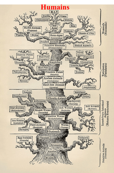 Arbre phylogénétique de Haeckel datant du 19e siècle (1879)