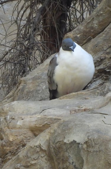 Snow Pigeon - Nepal trekking wildlife Dolpo