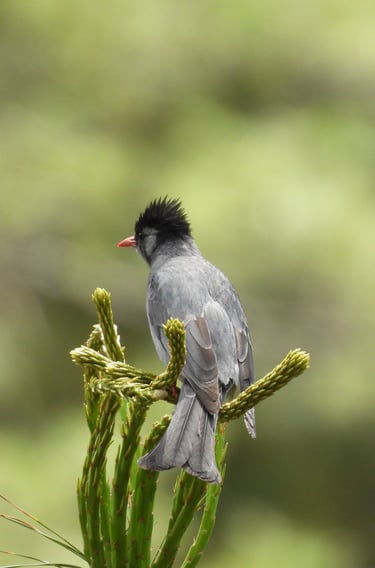 Himalayan Bulbul - Nepal trekking wildlife Dolpo