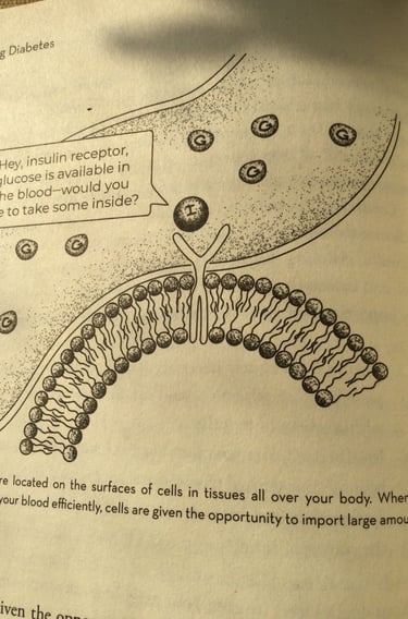 Insulin receptor is on the cell's surface.