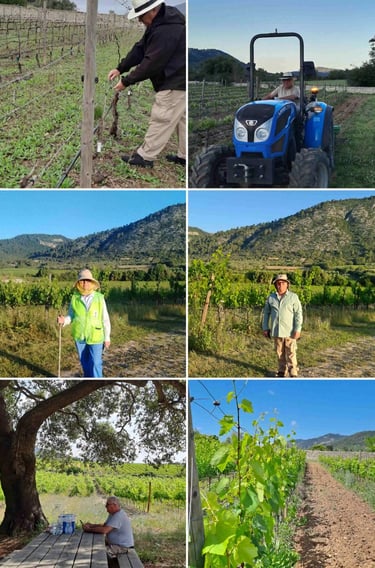 trabajo vendimia Mallorca