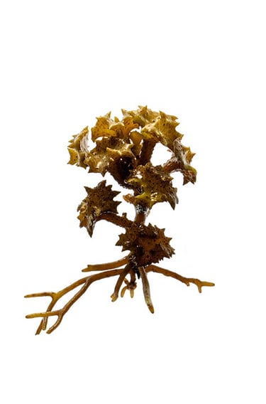 Turbinaria ornata