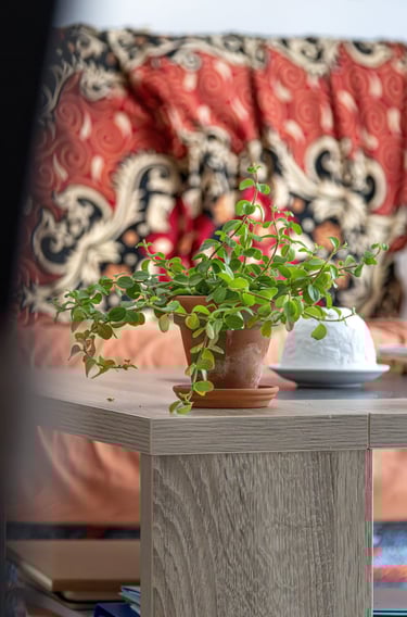  plante sur une table photo immobilière