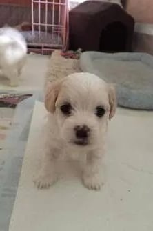 new born maltipoo