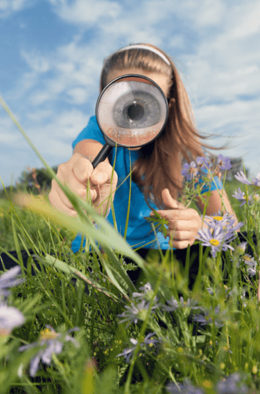 Observing your garden