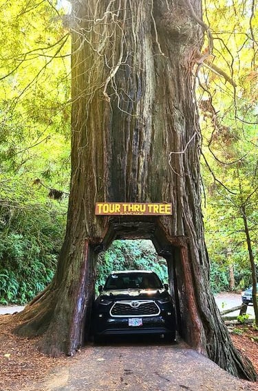 CA Coast - Drive thru a Redwood tree at Klamath Tour Thru Tree