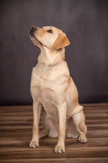 a yellow lab diabetic alert dog looks up ready to spring into action