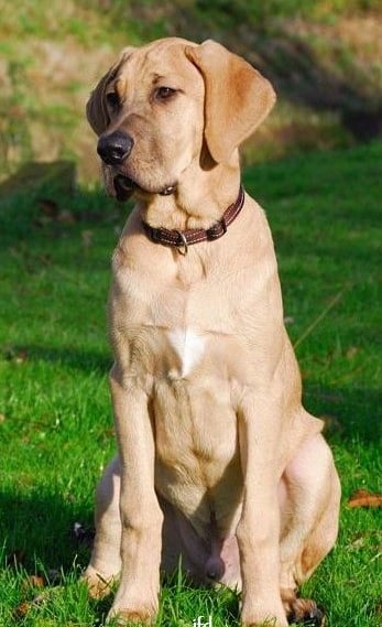 25 best dog breeds for highly sensitive people (HSP)