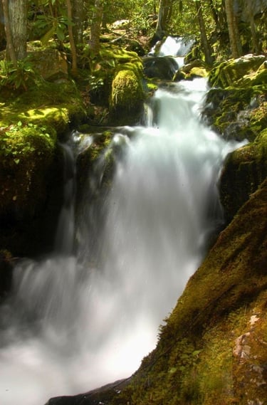 a waterfall in the woods with moss