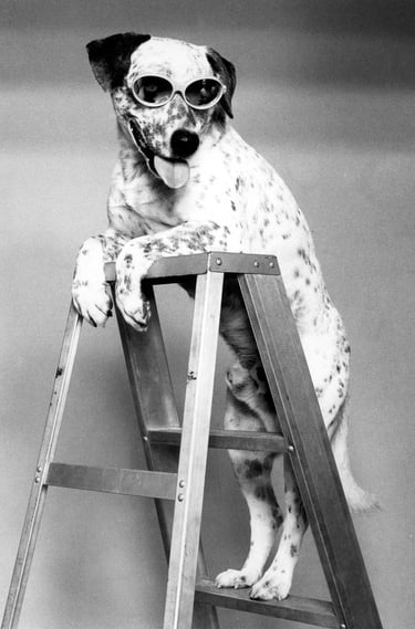 Dog with personality and sunglasses stands at the top of a ladder Pet Photo Fisher Photography