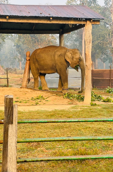 Elephant Breeding Center