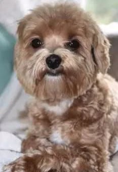 silver-beige-maltipoo