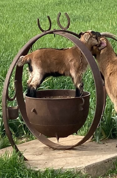 Heritage Texas Range Goat doeling.