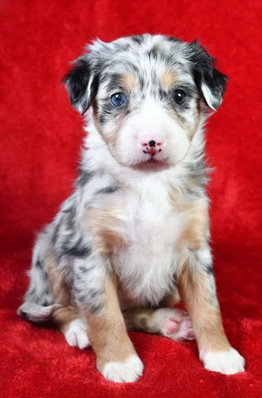 Australian Mountain Doodle Puppies for Sale