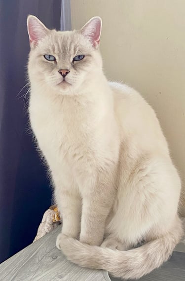 Jasmine